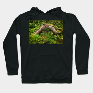 Forest floor, Pacific Rim National Park Hoodie